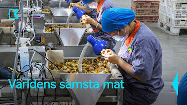 15:20: Världens sämsta mat | Kunskapskanalen | 9/27 2026