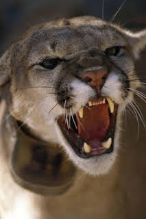 19:50: Los animales más peligrosos del mundo: Australia | Nat Geo Wild | 1/10 2026