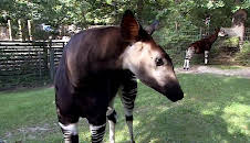 Panda, Gorilla & Co.