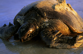 Galapagos: The Islands That Changed The World