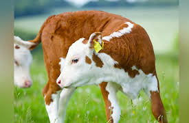 Wild Tales From the Farm Season 1: Great Escape