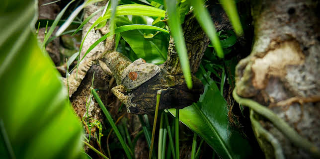 07:40: Anna und die Haustiere | Das Erste | 1/10 2026