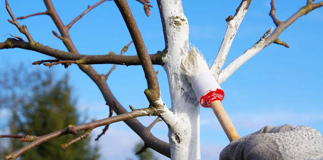 15:30: Schnittgut. Alles aus dem Garten | BR Fernsehen | 1/30 2026