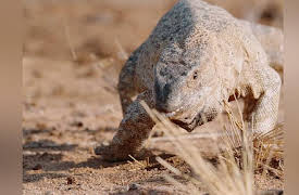 Wildlife Collection - Vol. 2: Honey Badger Grit