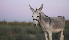 Esel - Haustier mit Charakter