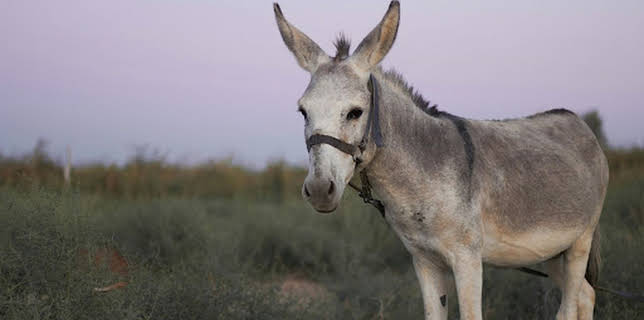 05:35: Esel - Haustier mit Charakter | SWR Fernsehen RP | 1/2 2026