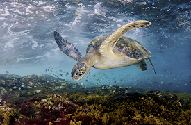 Mediterranean: Life Under Siege: Becoming an Adult