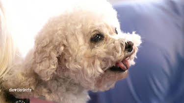 12:15: Die Tierärzte - Retter mit Herz (27/60) | Das Erste | 4/18 2026