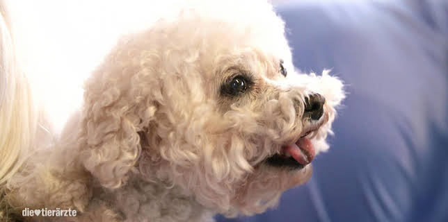 10:25: Die Tierärzte - Retter mit Herz (27) | WDR Fernsehen | 2/13 2026