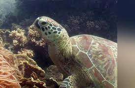 The Animals' Guide to Survival: Sand & Seas