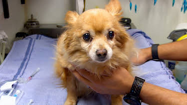 08:30: Dyrlegen i Rocky Mountain (S2 E1) (S2) | Animal Planet | 4/7 2026