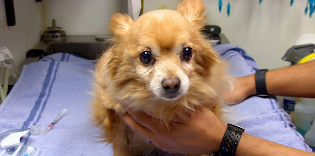 15:00: Dyrlegen i Rocky Mountain (S2 E1) (S2) | Animal Planet | 11/3 2025