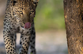 Big Cats, Small World, Season 1: Landlords