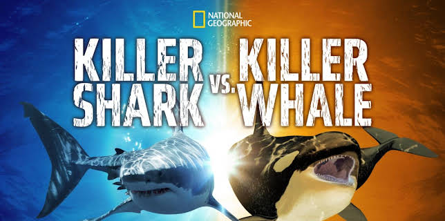 Killer Shark Vs Killer Whale