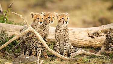 3:30 PM: Serengeti (S2) | BBC Two | 8/18 2026