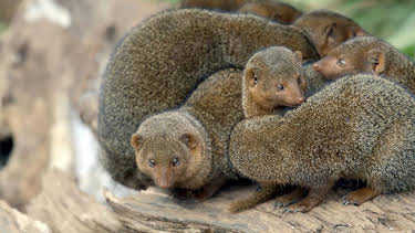 10:00 PM: Conaltradh Creutairean/Wild Talk (S1 E4) (S1) | BBC Alba | 1/29 2026