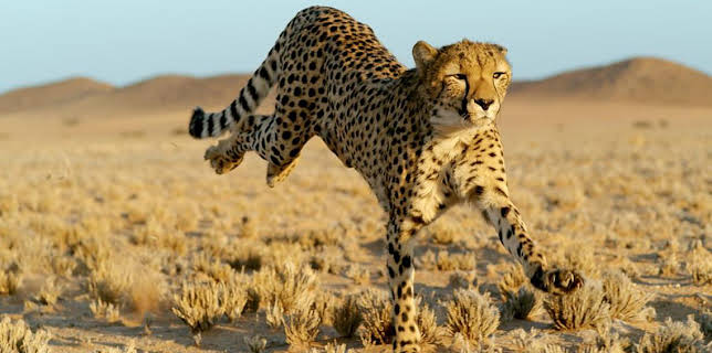 4:15 PM: Big Cats (S1 E1) (S1) | BBC Two | 11/3 2025