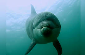 Ocean Stories: Dolphins and Whales