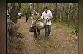 Crocodile Hunter Diaries: Action Stations