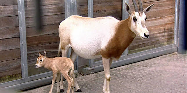 14:25: Elefant, Tiger & Co. (239) | MDR Fernsehen | 1/27 2026