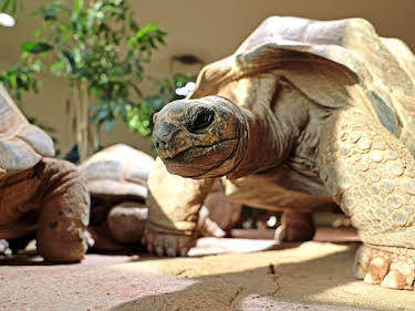 20:15: Die Zoo-Docs | SWR Fernsehen RP | 6/1 2026