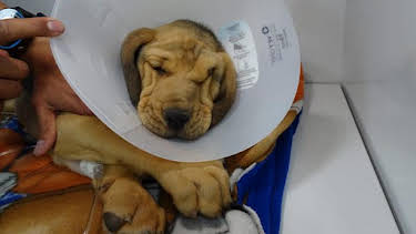 2:00 PM: Dr. Jeff: Rocky Mountain Vet (S4) | Discovery Channel | 4/8 2026