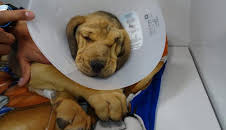 Dr. Jeff: Rocky Mountain Vet