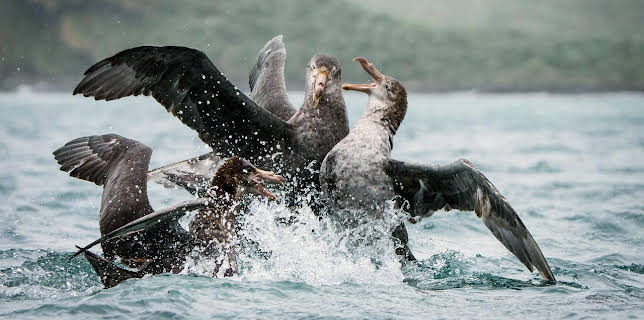 17:50: Tiere im Sturm | Arte | 1/21 2026