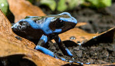 Die fabelhafte Welt der Frösche