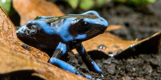 17:00: Die fabelhafte Welt der Frösche | 3SAT | 3/16 2026