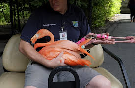 The Zoo Season 1: Moving Day