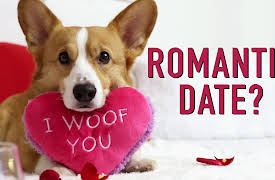 Topi the Corgi: Valentine's Day 2018