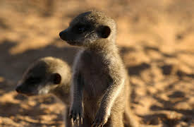 Meerkat Manor: The Calm Before the Storm