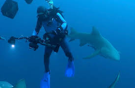 Shark Dive TV: Bull Shark Diving Trip off the Florida Coast