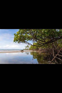 13:45: Superviviente por naturaleza: Fango y manglares | Nat Geo Wild | 7/14 2026
