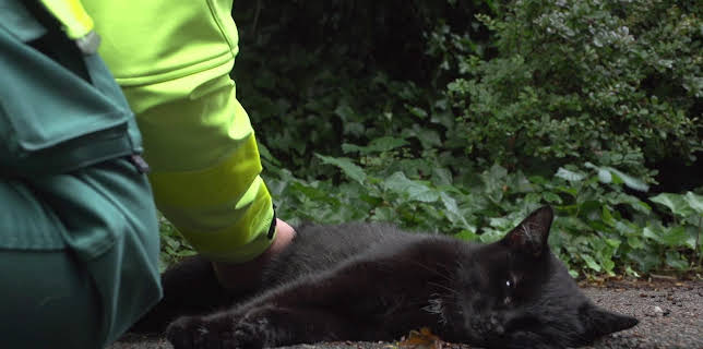 15:00: SOS Djur | TV4 Fakta | 8/10 2025