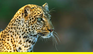 16:05: Die Leopardin (1/2) | 3SAT | 7/7 2026