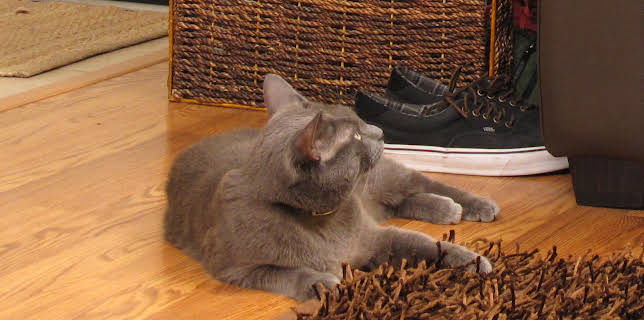 16:00: My Cat From Hell (S3 E8) (S3) | Animal Planet | 3/12 2026