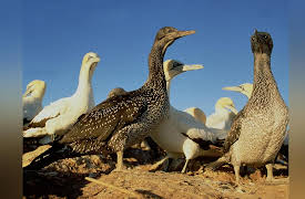 Life of Birds: The Problems of Parenthood