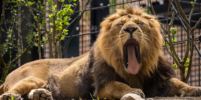 11:30: Die Nordreportage: Löwen in Love | Radio Bremen | 2/24 2026