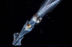 The Hunt: Hunger at Sea