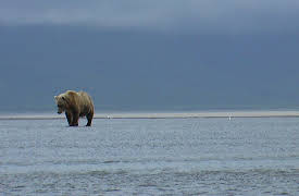 Bears of the Last Frontier, Season 1: Arctic Wanderers