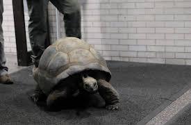 The Zoo Season 1: Handle With Care