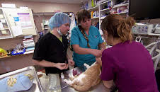 Dyrlegen i Rocky Mountain (S1 E3)