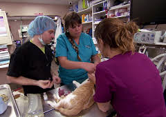 Dyrlegen i Rocky Mountain