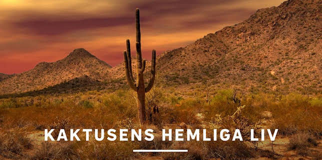 22:30: Kaktusens hemliga liv | Kunskapskanalen | 2/24 2026