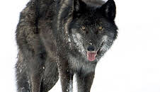 Yellowstone - Das Geheimnis der Wölfe