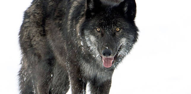 20:15: Yellowstone - Das Geheimnis der Wölfe | Arte | 2/5 2026