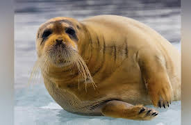 Life in the World's Oceans: Life in Polar and Deepwater Environments