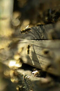 18:00: Los secretos de las abejas: La colmena | Nat Geo Wild | 4/4 2026